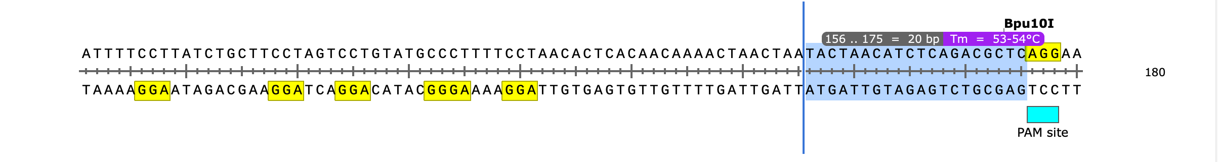 CRISPR:PAMサイトの検索とgRNAの設計5